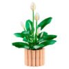 11504_prod.jpg LEGO Botanicals - Les fleurs de lune 11504